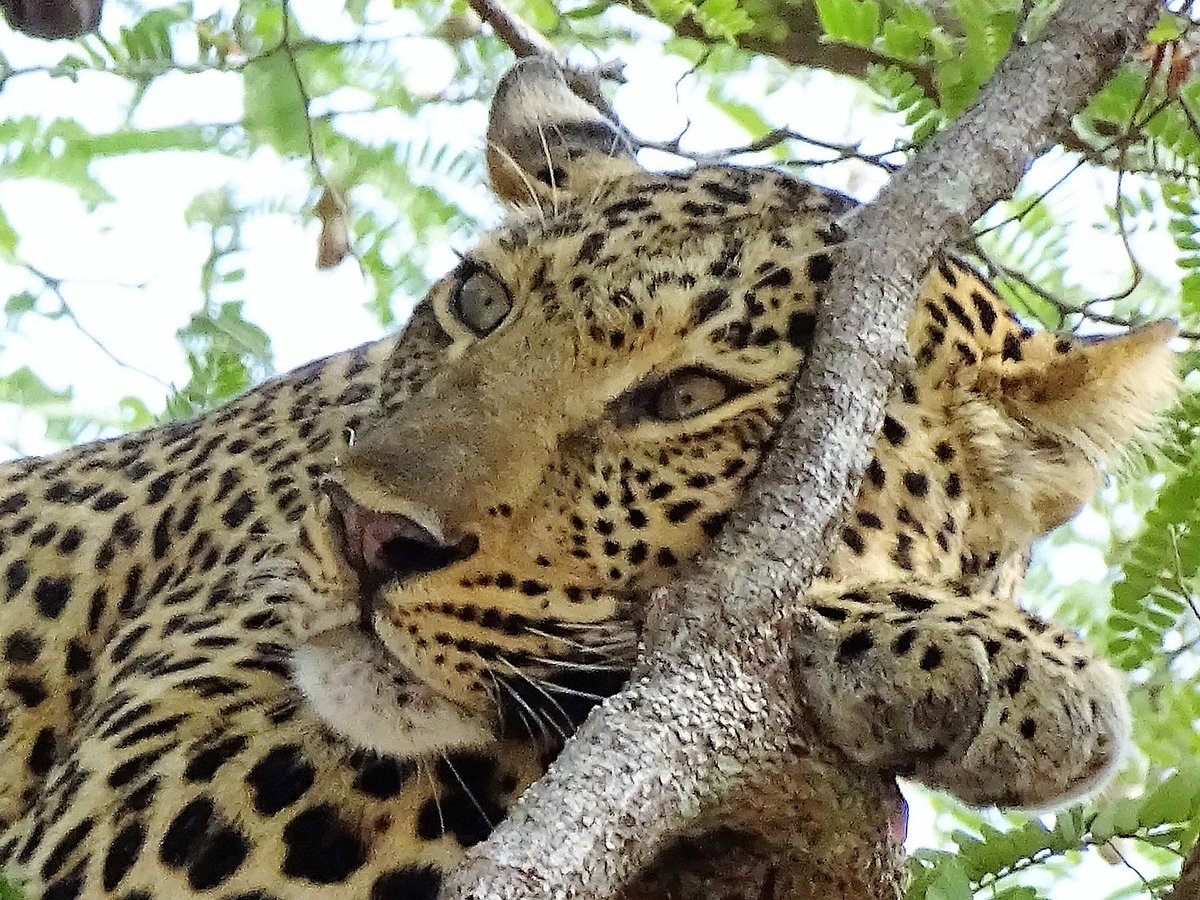 All I wish for christmas is for safaribuzz.com to go viral!