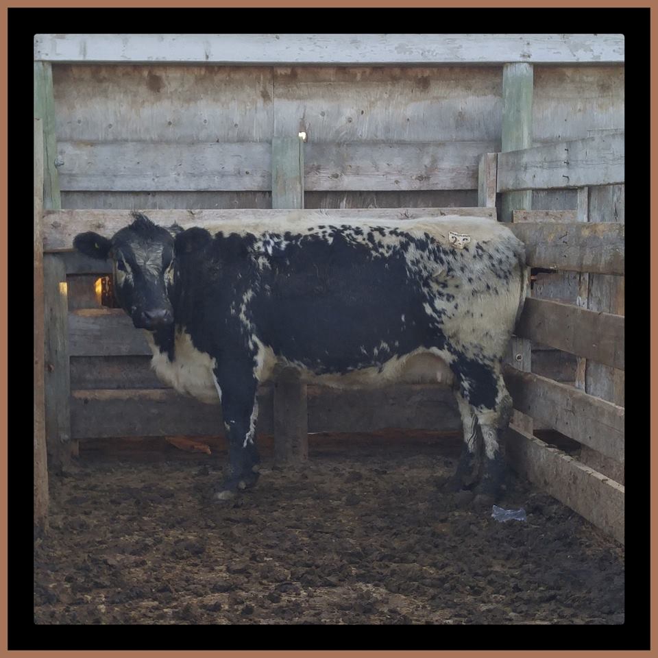 maureenperlich's tweet photo. My new cow "Win" who I bought at the Winberg Complete Dispersal today. Welcome to the herd! #speckledpark #perlichbros #lovecows https://t.co/xvDXBqhP4o