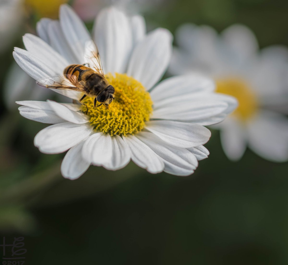 felixfsantistev's tweet photo. RT https://t.co/GzmVk3Hi63 #Daisies in December?!! #Pollinators were abundant in the lush #daisy patch on #PeachtreeRoad - what a treasure! #fallpollinators #hoverfly #urbanwildlife #urbang… https://t.co/qouZEFZ7vJ