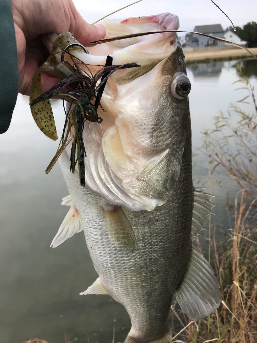 FreddieLKent's tweet photo. Caught this one wearing lipstick...wait not me the fish #bassfishing #wolfpackfish https://t.co/SQE294dO9S