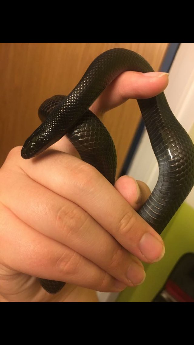 tricksterbeast's tweet photo. I’ve kept everyone waiting long enough!!! This is my new boy that I go pick up tomorrow!!! ✨❤️🐍 #mexicanblackkingsnake #newsnake #snake https://t.co/Z4o7j3wBf5