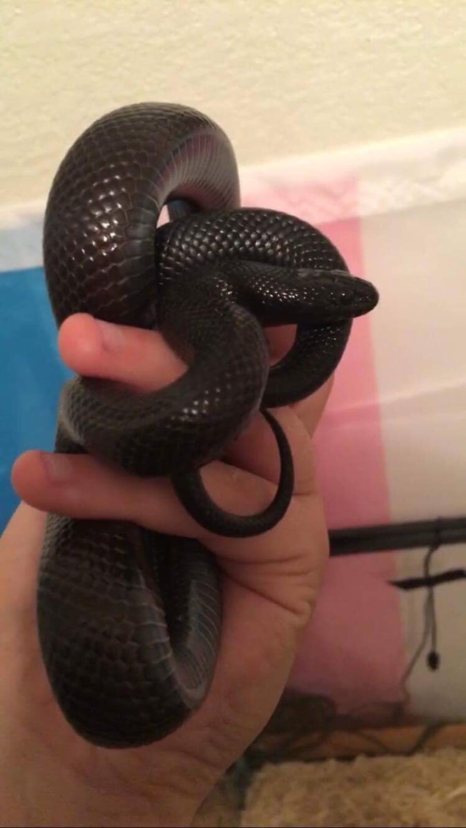 tricksterbeast's tweet photo. I’ve kept everyone waiting long enough!!! This is my new boy that I go pick up tomorrow!!! ✨❤️🐍 #mexicanblackkingsnake #newsnake #snake https://t.co/Z4o7j3wBf5