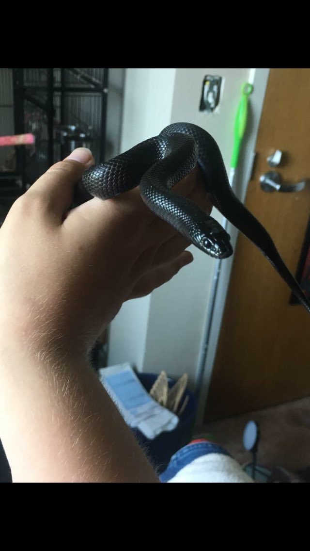 tricksterbeast's tweet photo. I’ve kept everyone waiting long enough!!! This is my new boy that I go pick up tomorrow!!! ✨❤️🐍 #mexicanblackkingsnake #newsnake #snake https://t.co/Z4o7j3wBf5