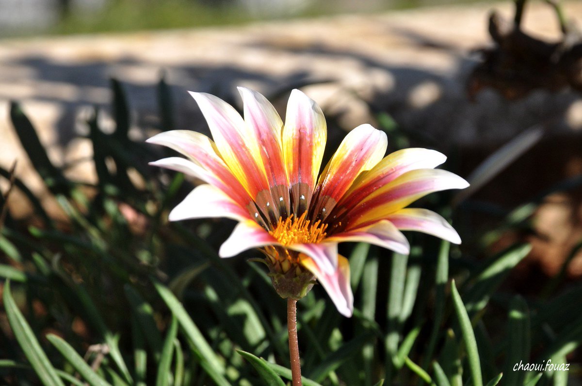 @1Ma42 @PapaPorter1 <a href="/jaimemiserachi/">Jaime Miserachi</a> <a href="/Devrimakyurt2/">Devrimakyurt</a> <a href="/fchaves2/">Banana Republic BR</a> <a href="/donaldallen4815/">Mr. A 😎</a> @ShiromaNorvia <a href="/MyZenCupcake/">ZenCupcake™ 🧁 {Robyn}</a> <a href="/ginifvr/">francy</a> <a href="/heroldbarton/">herold barton</a> <a href="/Sylpete/">💗Sylpete 🌹</a> <a href="/MariaSherow/">Maria Sherow</a> @TC_BERFIN @Tinkerb67353068 @aliftube90 <a href="/BrettCateley/">ifb</a> <a href="/GhosalNetai/">Netai Charan Ghosal</a> <a href="/VelvetSkye/">Velvet Skye™© 🇨🇦 ❤️</a> <a href="/cathhewat123/">🌺 CATHY 🌺</a> <a href="/Ryan_CaoDat/">Ryan_Cao 😊💖✌️</a> <a href="/LenaDalli/">Helene. 🔴 Lena #1FIRST</a> <a href="/Chandra1Vinod/">Jessica</a> <a href="/zerok_z/">Asi ♡</a> <a href="/thewordwarrior/">Chantelle Nmesoma</a> <a href="/PeterDukepeter/">ic😘</a> <a href="/politicalnaveen/">Navin🌟</a> <a href="/paparcura/">Paolo🌹#PD #Avanti🌹</a> <a href="/dilruba_lees/">Dee_UK🇬🇧🇺🇦</a> <a href="/Edward733/">ஜ۩ღEdward Simღ۩ஜ 심상갑</a> @_Love_me_Hard_ <a href="/EliLeonarda/">👄☀ Ệŀïẓäńġệŀä 🌷🌿</a> <a href="/DLees28/">Dee</a> <a href="/rosmarie1291/">rosmarie1291</a> <a href="/AraceliSalaiz/">Amunet</a> <a href="/perryd43/">perryd43</a> @CristinPereyra <a href="/HumbleIndian/">Vivek Hindustani</a> <a href="/KVajpayaee/">KATYAYAN VAJPAYEE</a> <a href="/MSpadine/">Alessandra Spadini</a> @junges_lilia <a href="/DreamWalkarts/">The Universal Muse</a> @Carolovely30 <a href="/DeFaukatrua/">Edu live</a> <a href="/JacobSnake68/">Jacob Lewis</a> <a href="/32e5d4fdfe3e422/">Bog... mais , prk ?</a> @DnshIesh @KiddleJoyce @oscarmerimo1 <a href="/AraciBrolo/">𝐀𝐑𝐀𝐂𝐈 𝐁𝐑𝐎𝐋𝐎</a> HELLO!  Marcos GOOD MORNING!
👇 
☀@1Ma42 ☀
🌻
GOOD NIGHT! Ur Welcome Marcos

🌻
🌵⭐️⭐️⭐️⭐️⭐️
⭐️
⭐️⭐️