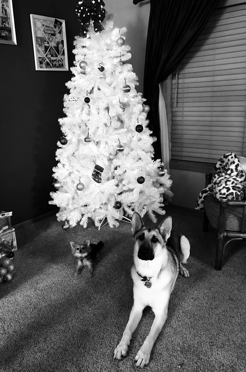 Nessaboo201's tweet photo. Christmas tree is up and these two are so adorable❤️ https://t.co/Cfutsp9YMw