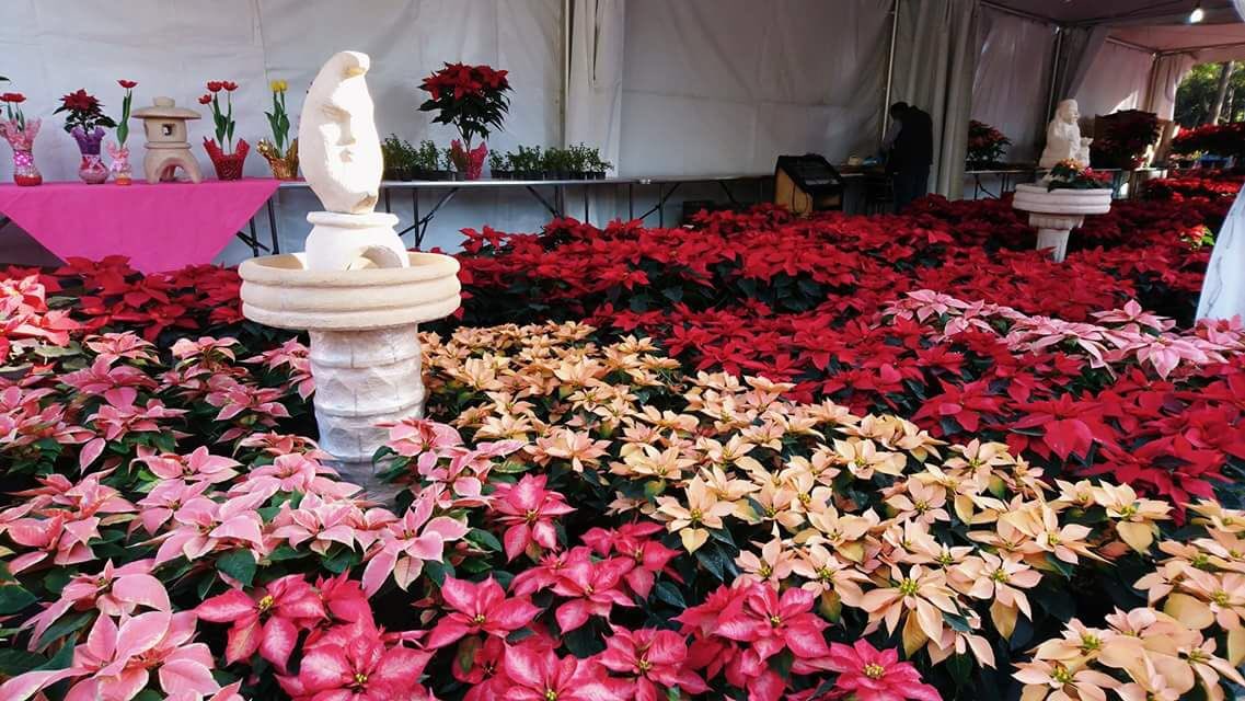 leonel_luna's tweet photo. Apoya a floricultores damnificados  de Xochimilco asiste a feria de la nochebuena parque la Bombilla RT https://t.co/xYjY59tb7j