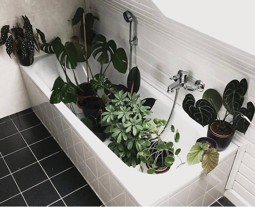 EcoDivaBeauty's tweet photo. Wild Saturday night plan(t)s 🌿🌿 #ecodivalovesyou #ecodivabeauty | 📷 unknown https://t.co/K7hzJbboJ8