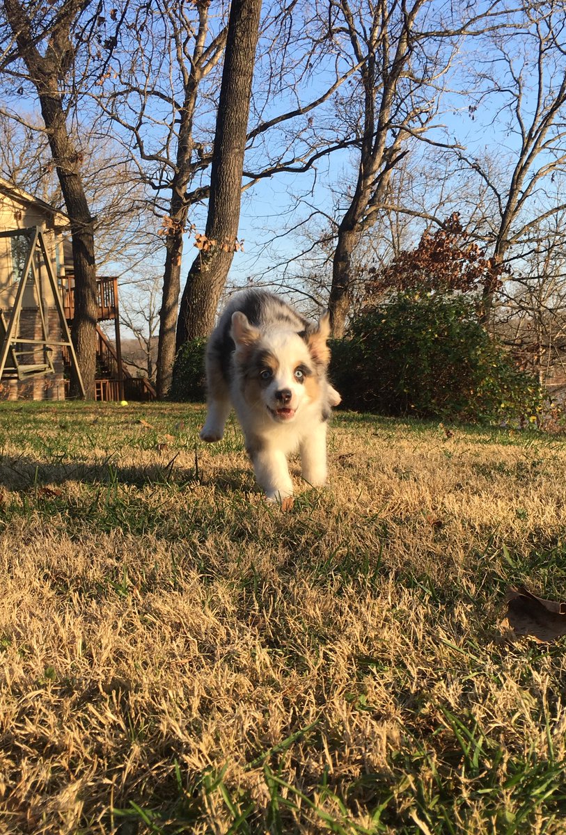 NejaLuke3's tweet photo. Dezi🐶 https://t.co/tMWOIIyxyx