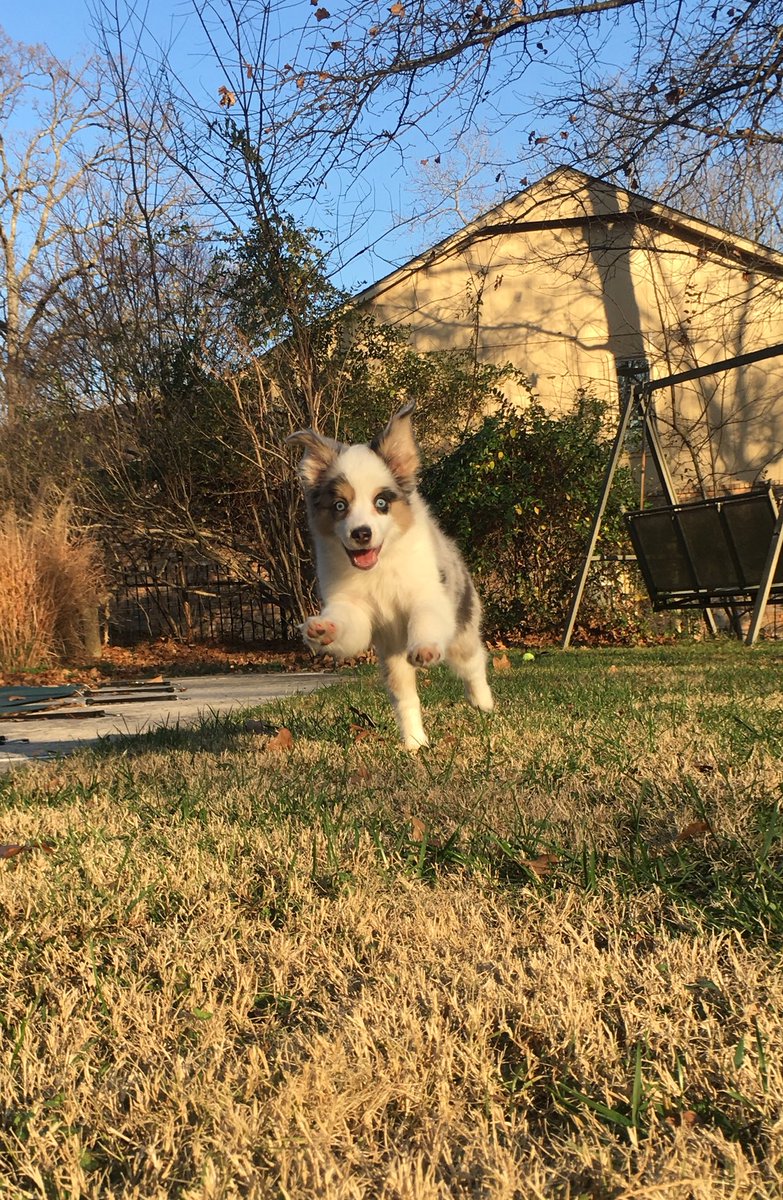 NejaLuke3's tweet photo. Dezi🐶 https://t.co/tMWOIIyxyx