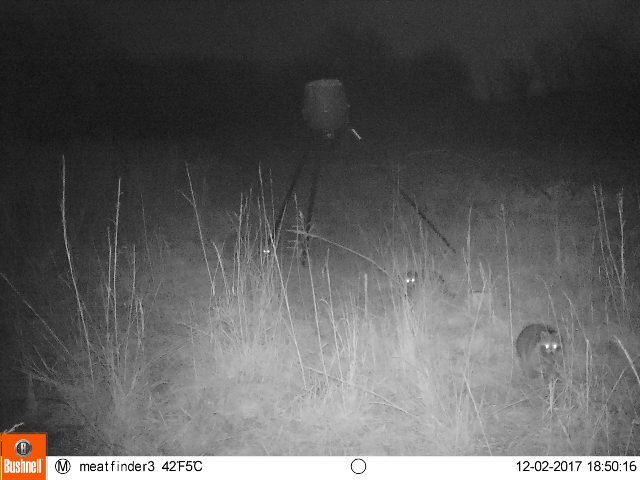 Every year I bring the guy who took me hunting the first time to my farm. He usually wants to go on rifle opener. I'll never hunt this spot before he does. And I dump 700+ lbs of corn down two days before. 

The nights after turn into a 12h racoon feeding frenzy!