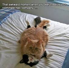 intsectrng's tweet photo. #oops #mybad #funnycats #cutecats #kittens #pleaseknock #cuteanimals #funnyanimals https://t.co/Xf9FTrcsHY