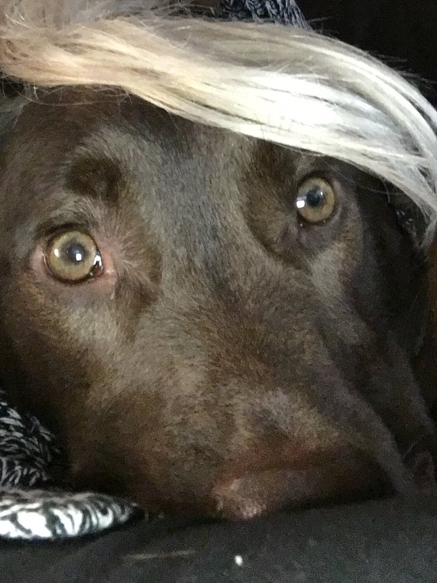 Having a good time at the #changemakersball ! I just wish my dog was here!