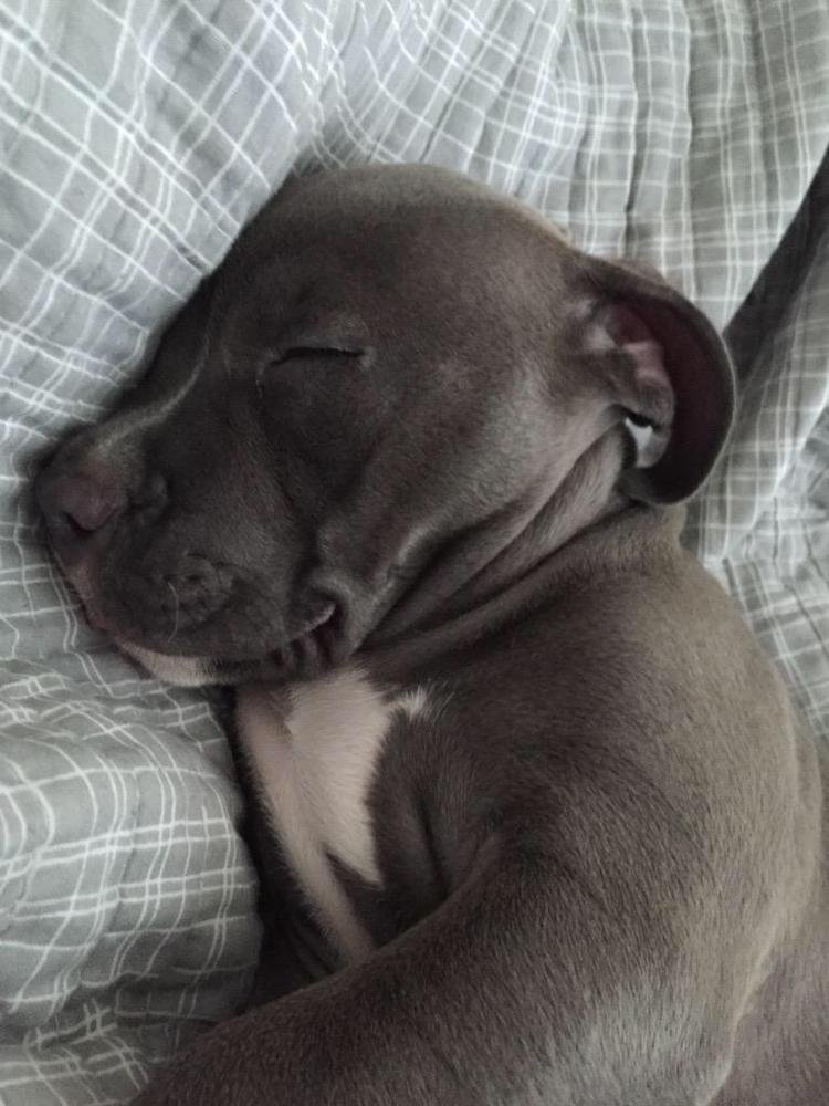 Pit Bulls 🐶 (@pitbuiis) on Twitter photo 