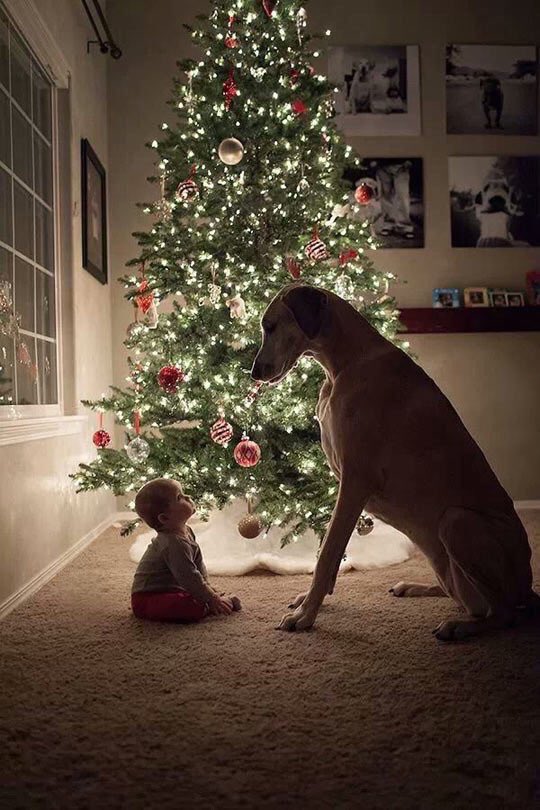 SwedishCanary's tweet photo. So let me get this straight; I can't bring a stick in the house but you're allowed to bring in a whole tree?!?... https://t.co/HiZUhy9eVc