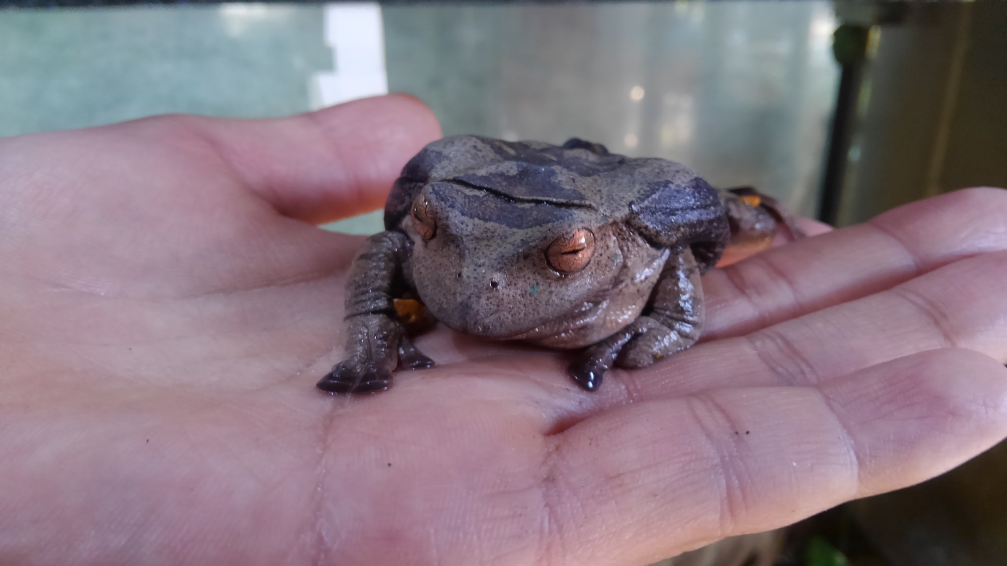 しまたろう あわしまマリンパーク公式 カエル館 カエル通販フィーバー情報 12 3 カエルチームより先に 生体情報の一部 画像だけ を勝手に お知らせします 詳しくは明日以降 カエル通販フィーバーサイトをチェックしてみて下さい カエル通販