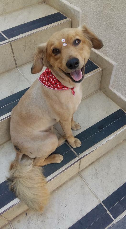 iaraathaiss's tweet photo. O que o amor não faz ... 😍❤️🐶 #MaisAmor #MaisCarinho #MaisCuidados #AosAnimais #DeRua https://t.co/8rbkDY9kEK