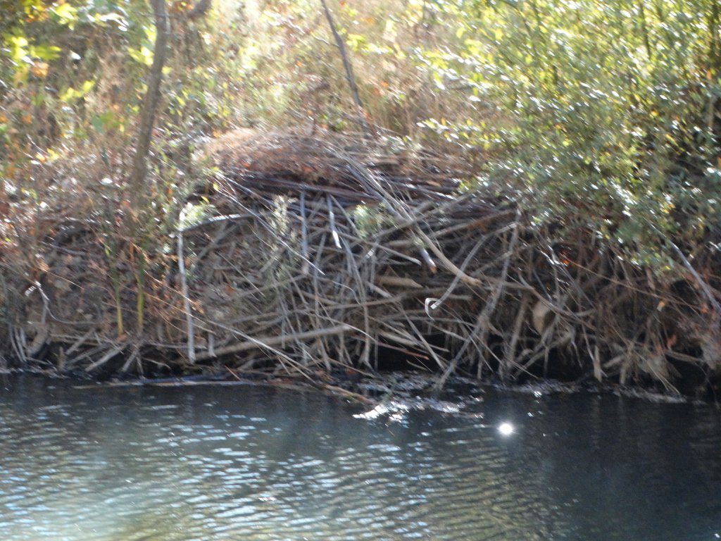 johnnykelphead's tweet photo. #houseOfBeaver #beaverDen I Couldnt resist my #beaver brain and made a new staff #santaYnezriver #rivers  they must be dropping #gibralterdam lots of water in this area. No rain yet this year. https://t.co/q1N8pFvPSR