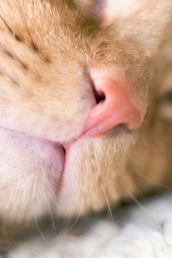 Yellow Cat (@yeiiow_cat) on Twitter photo 