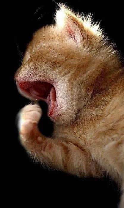 🐾 Good Morning 🐾