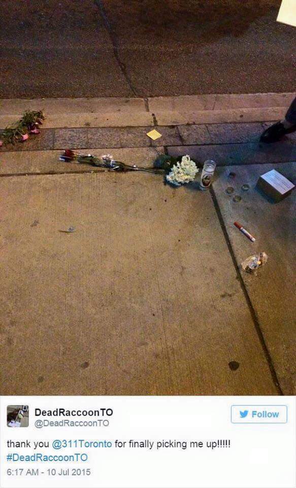 ArrowsAplenty's tweet photo. We will never forget #DeadRacoonTO https://t.co/mfhaSMNlGr