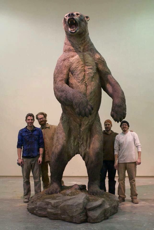 A species of now-extinct Short-Faced Bear, which many scientists believe delayed human migration to North America. At that size, you can see why... #history #shortfacedbear #bear #huge #northamerica #humanmigration