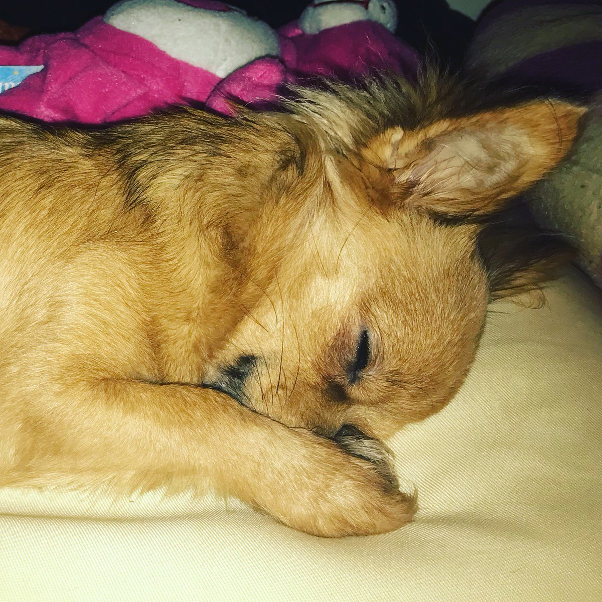 MiahSternchen's tweet photo. Sooo Müde *zZzzz* #lovemydog https://t.co/nNLqwxZkOS