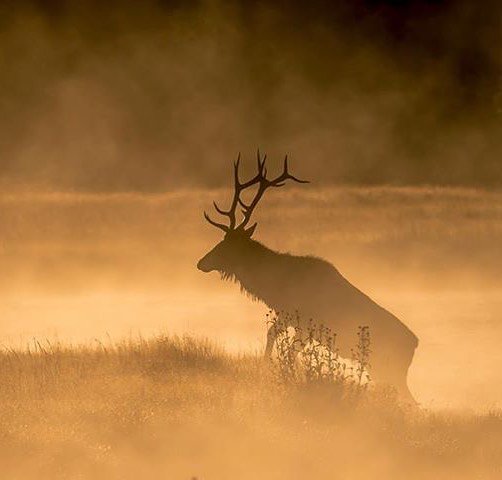 visitmontana's tweet photo. Experience the majesty of the wild. #MontanaMoment | 📷: IG user dancing_aspens_photo https://t.co/hDhho3Pbhp