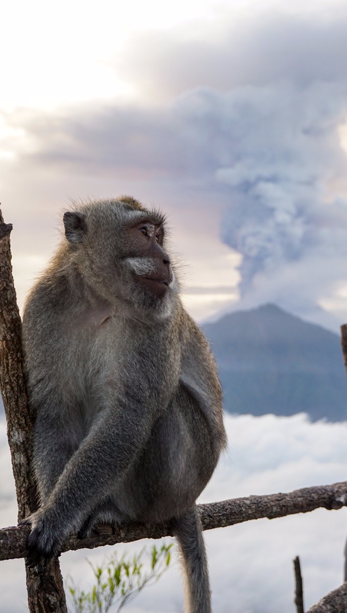 A macaque (Balinese long-tailed monkey) on top of Mt. Batur, overlooking the eruption of Mt. Agung. #bali #Agung #agungvolcano