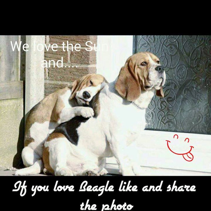 BeaglesCorner's tweet photo. The Love for Beagle's Love ❤️ say YES if think this is super cute . . .😍😍😍 https://t.co/zcnanX1jTl