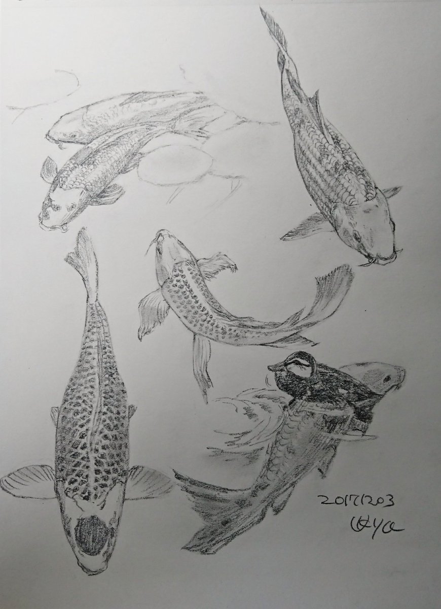 Kagetsu Ukyo 卯京 華月 今日の落書き 鯉づくし 初描き 縁起モノやね W 皆様の元に福がきますように 落書き 鉛筆画 練習 息抜き 素描 一日一絵 今日の落書き 絵描き 脊椎動物 魚 鯉 錦鯉 縁起モノ 絵描きさんと繋がりたい