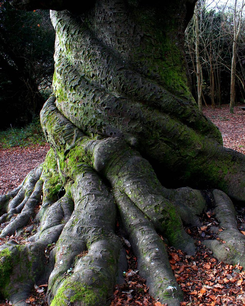 NclTreeServices's tweet photo. We loved this post from @WoodlandTrust for #NationTreeWeek - "Sometimes you just need to give yourself a big hug like this tree 🌳 or give a tree a big hug this" https://t.co/DO8UeI9sVv