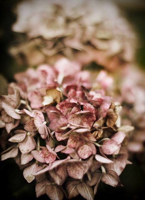 feminineboudoir's tweet image. No one is ever really alone. You are part of everything alive~William S. Burroughs
#CelebrateAliveness this #SparklingDecember