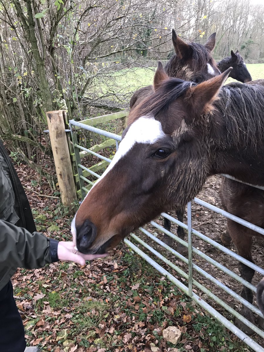 shunty8red's tweet photo. Polos, carrots and a kiss for a @CheltenhamRaces hero The Giant Bolster. If I had to choose between him and the wife ...,. Well I'll let you draw your own conclusions!! https://t.co/DTD3j8UEwY