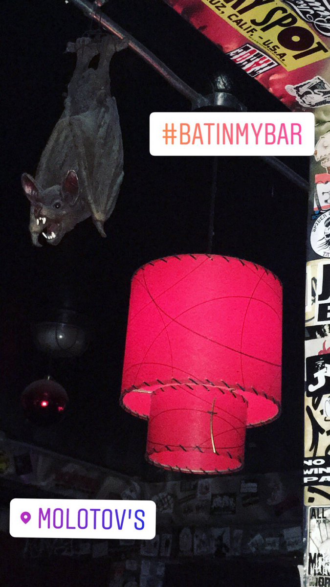 BellyDancerMUSE's tweet photo. There’s a bat in our bar 🦇 @DancingDre #SF #MyBestie #Bartales #GirlsNight #Rain #Uber #MoveCarInRainStorm #FML #NoTow #Jalapeno #Crying #OutOfTown https://t.co/1PRvAXgejw