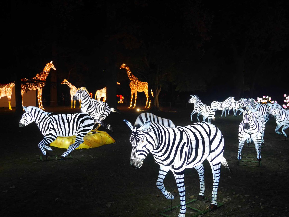 La savane au milieu de la nuit et du froid. Festival des lanternes #gaillac #MagnifiqueFrance