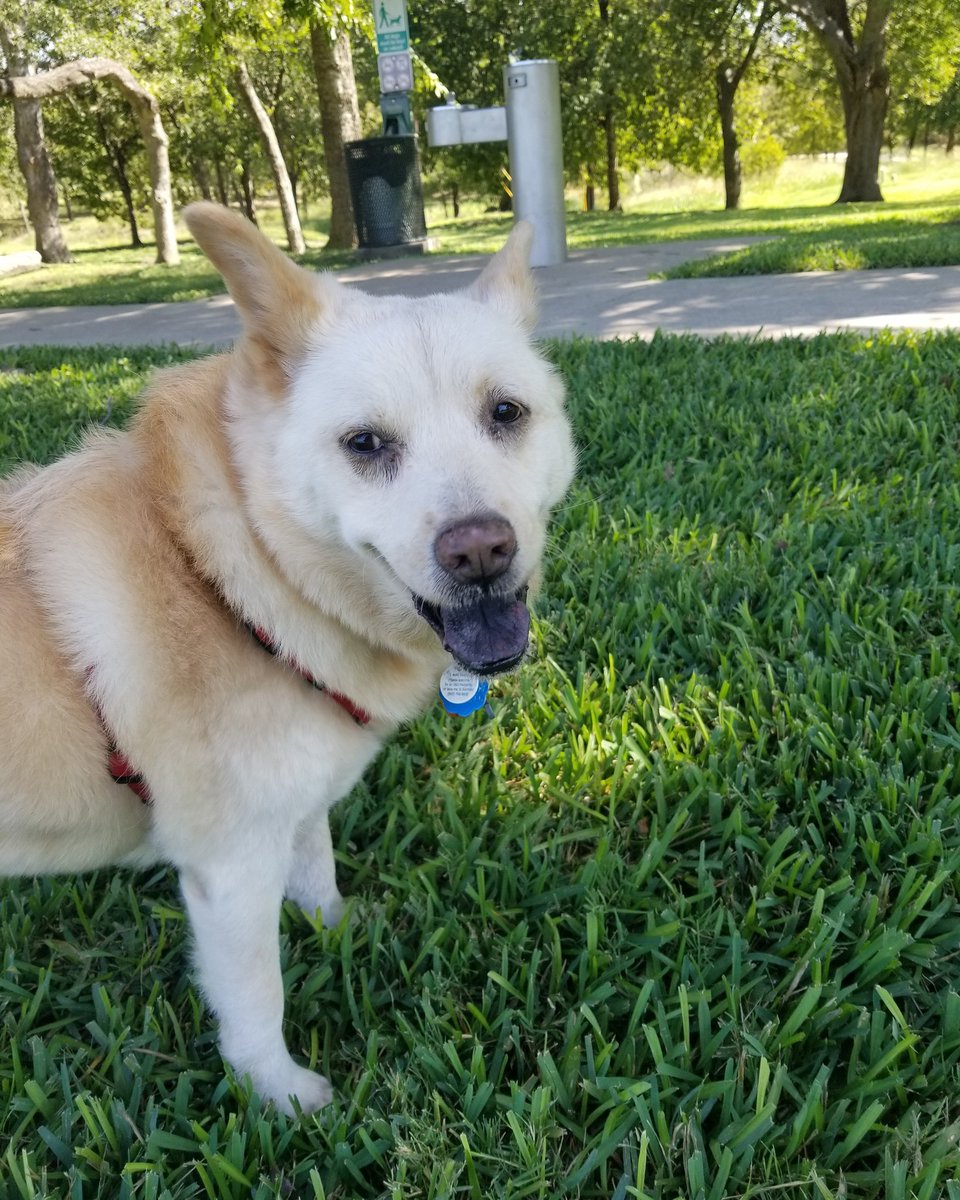 jayman411's tweet image. Some people don&apos;t understand this... Rousey is my girl... but Sunny is my baby/life... #jindodog #jindo