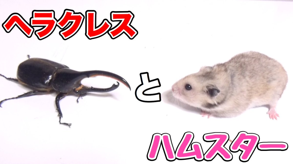 きょんくま Youtuber ペットチャンネル更新しました 今日は改めてぷんちゃんとヘラくんの紹介です きょんくま ペット Youtube ハムスター ヘラクレス T Co Srxfanywqg