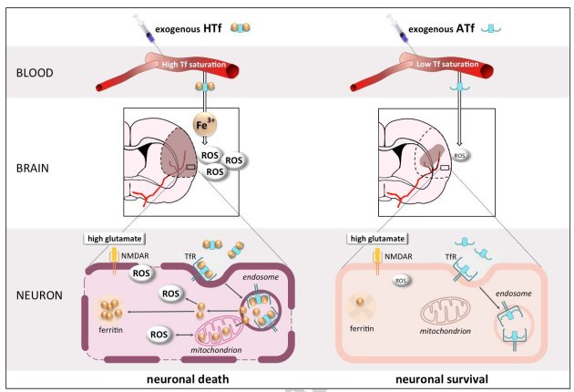 Felix Scholkmann tweet media