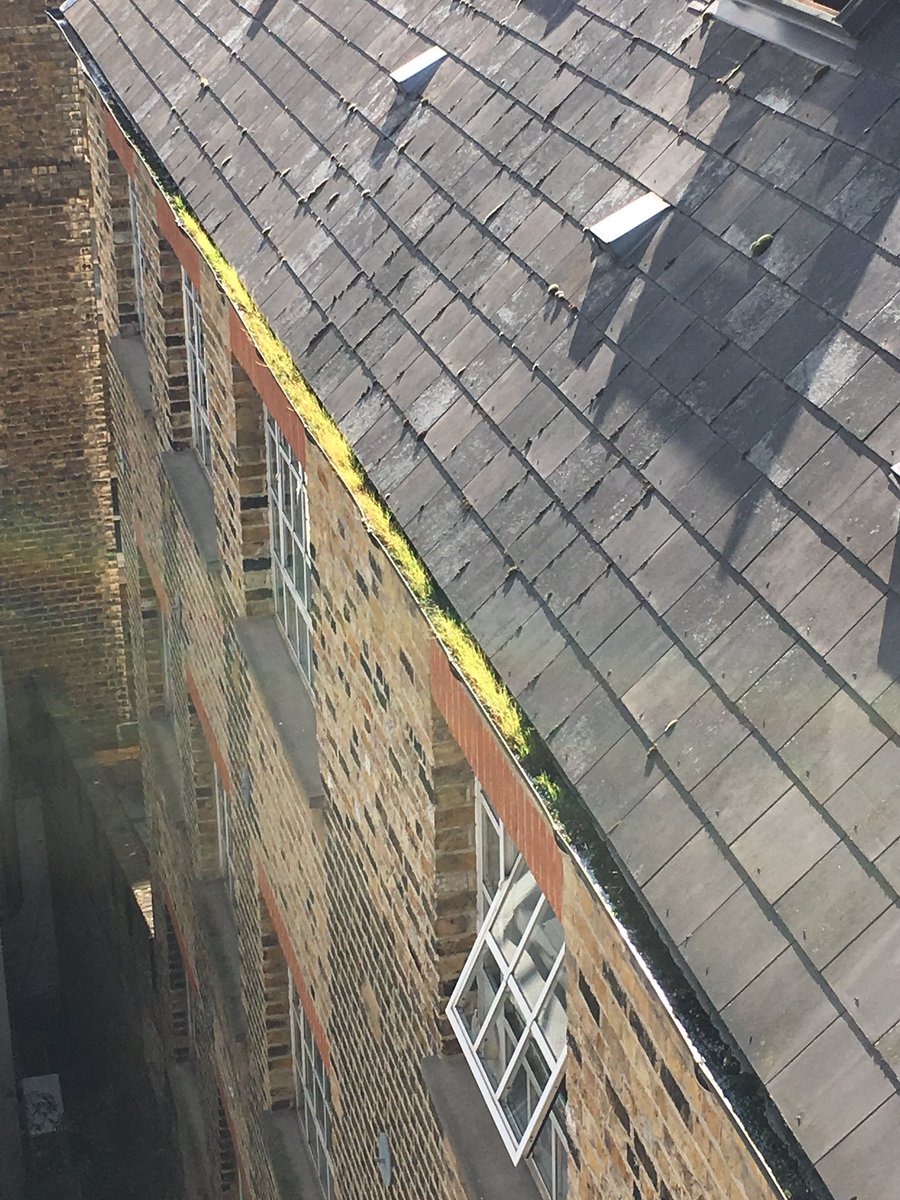 DMP Window Cleaning tweet media