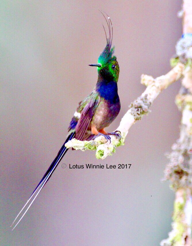 This is how the #bootedrackettailhummingbird looks like, isn’t he gorgeous? #malebootedrackettailhummingbird in Andean mountain forests of East Ecuador.  #bootedrackettail #hummingbird #birds  #birders #birding #birdwatching #birdingtrip #wildlife