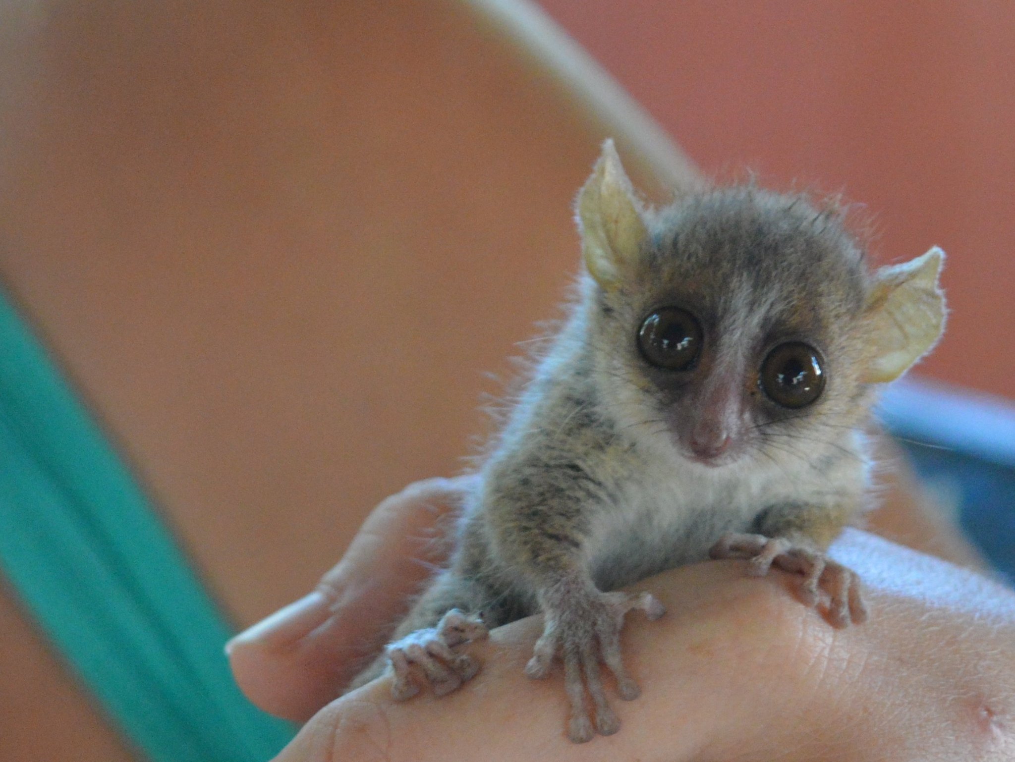 Malcolm S Ramsay 31 Mouse Lemurs Reach Maturity Faster Than Any Other Primate Within One Year Of Birth Female Mouse Lemurs Will Give Birth To Their First Offspring T Co Xzozqfjqki