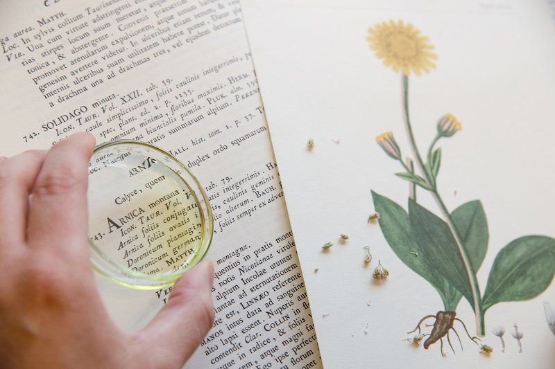 ambadue's tweet photo. #day3 L’arnica: pianta medicinale, il nome deriva dal greco ptàrnica, "che fa starnutire". L’arnica che utilizziamo per il contorno occhi Hyaluronic Acid Eye Cream, proviene dalla Val Grana, nel Cuneese, ed è raccolta a mano.
#adventcalendar #calendariavvento #biocosmesi #ambadue https://t.co/suU9kf0FgI