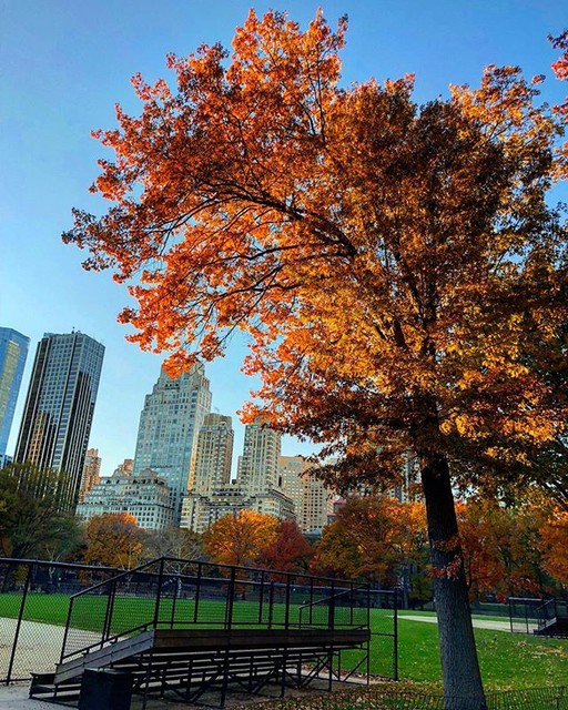matthewjmoody's tweet image. Reposting @trek.nyc:
Central Park is a little too photogenic .⠀
.⠀
.⠀
.⠀
.⠀
#centralparkviews #centralpark #nyc #newyorkcity #newyork