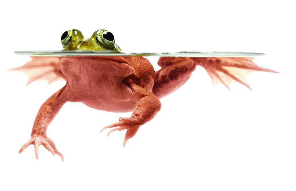 f12uk's tweet photo. The frogs in hot water https://t.co/ZpNOLkxJZ3 UK organisations are slowly dying a slow death - and completely unaware of it. Can they be rescued? Are they even worth rescuing? Management paradigm #orgshift https://t.co/GR8X9x2E2Y