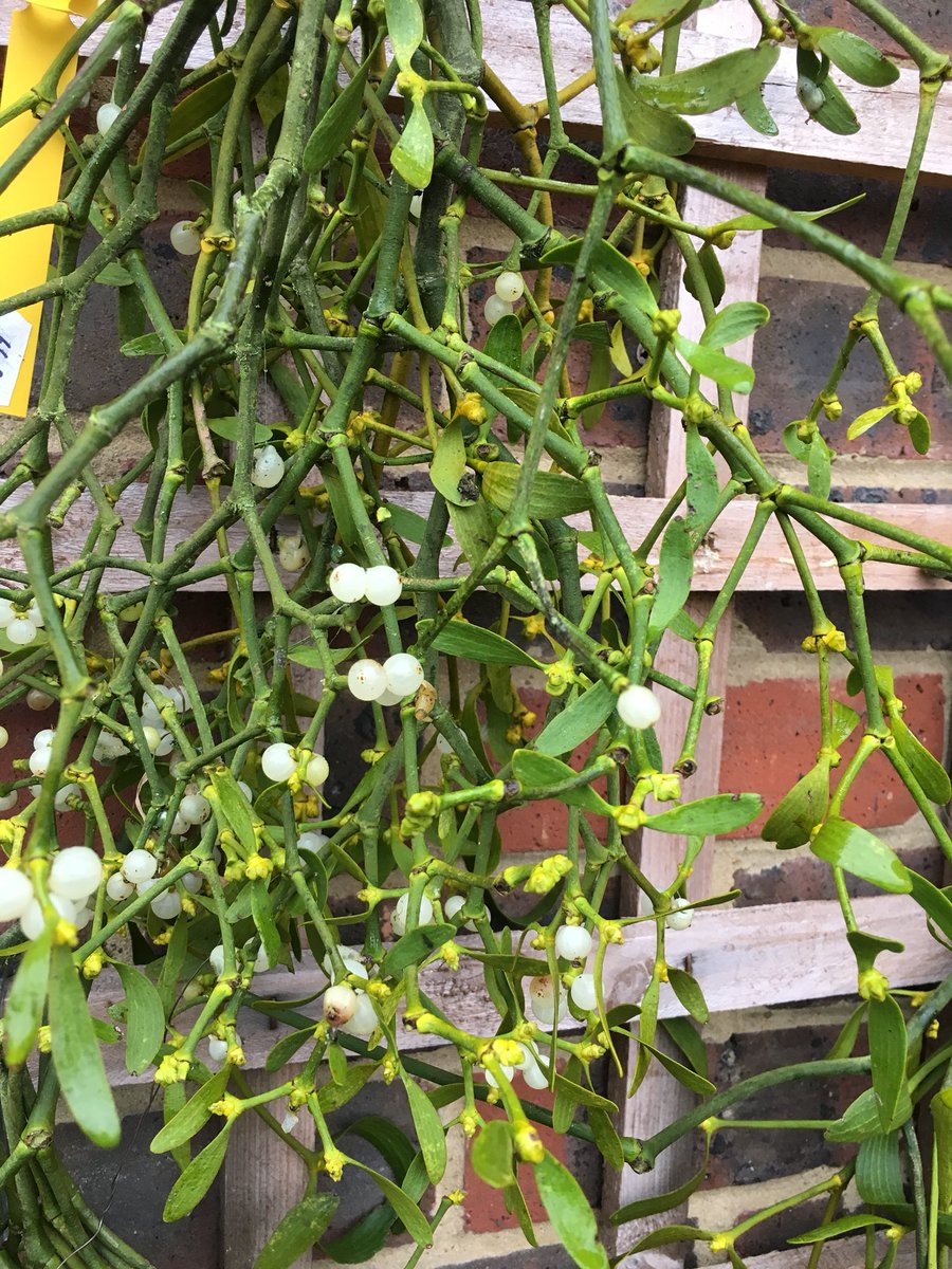 We have wreaths, holly and mistletoe 💕 #se4 #se23 <a href="/SE23life/">SE23.life</a>