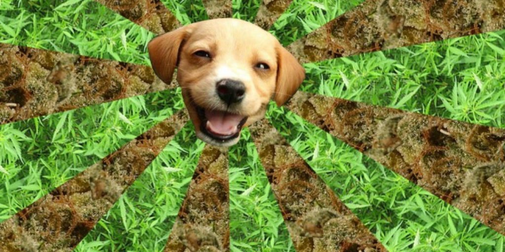 как спрятать марихуану собака