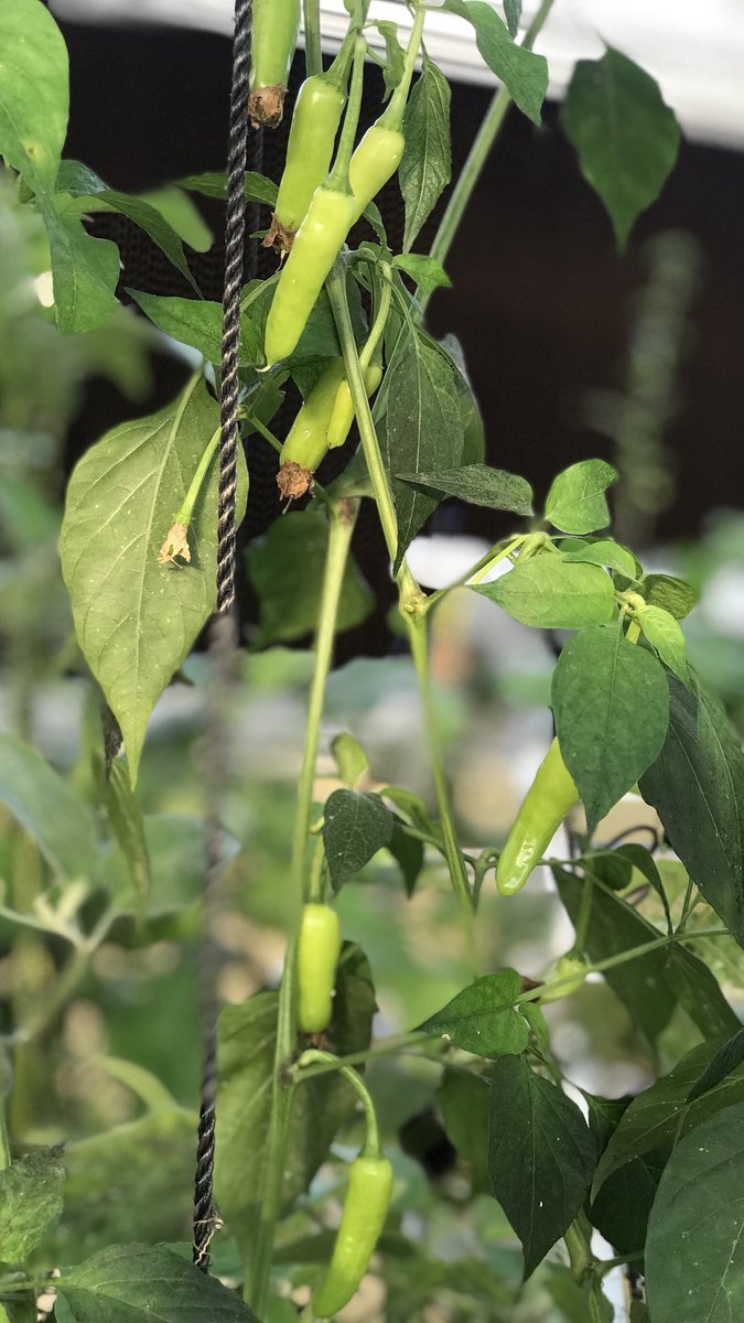 लड़ी One Tomato and One Chilli #HomeGarden