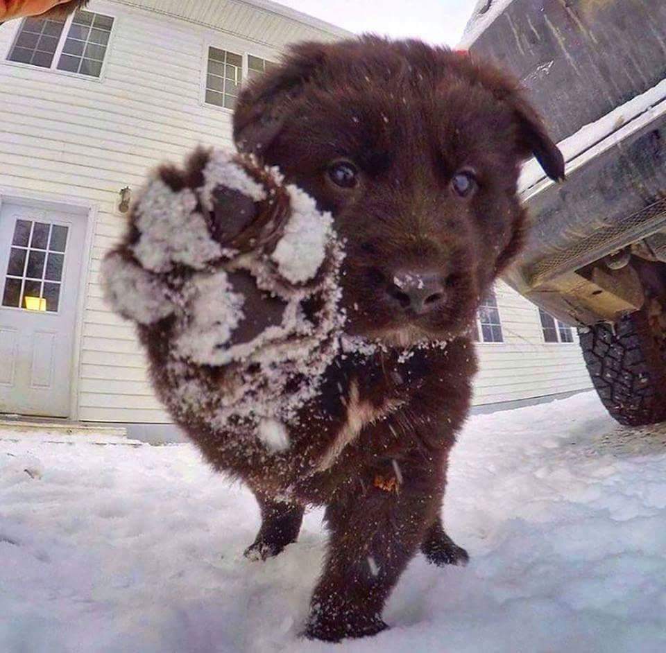 ladesy84's tweet photo. Buongiorno 🐶😘 https://t.co/dSKkmbkbKF