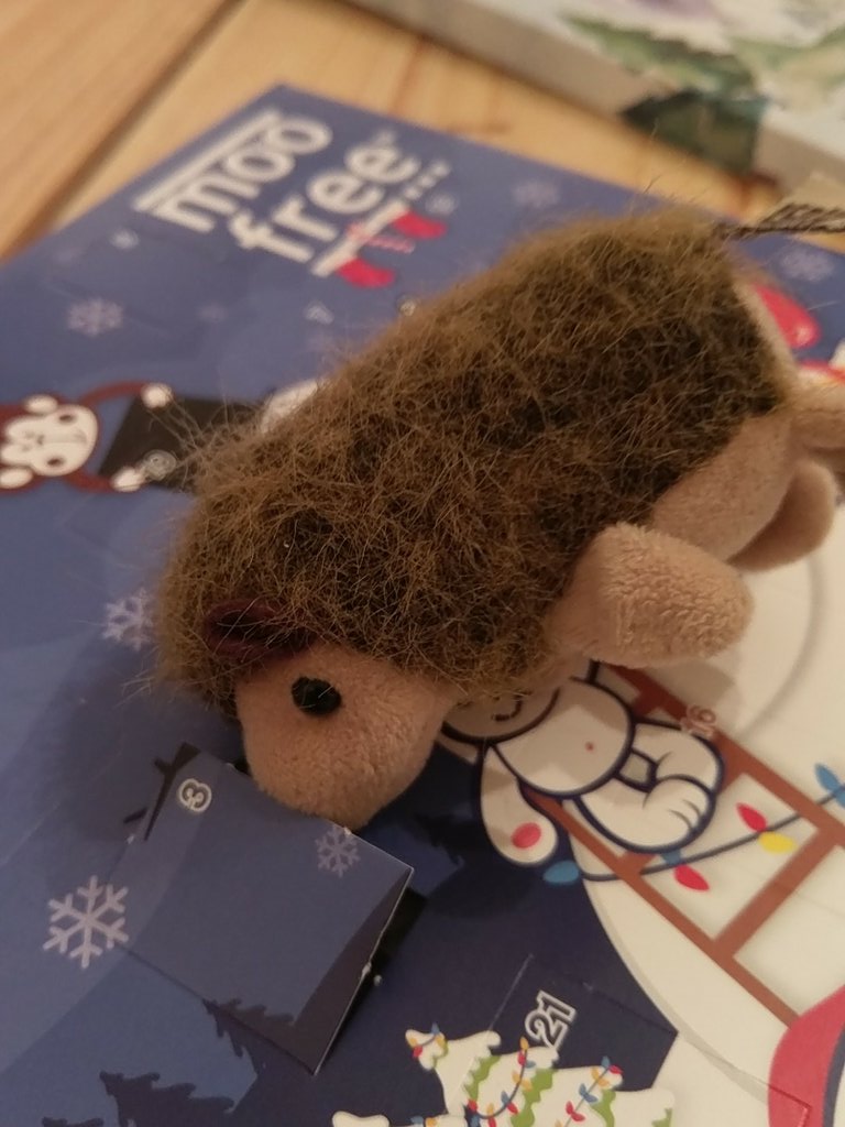 FuriouslyFree's tweet photo. Oh the third day of Christmas my hedgehog gave to me... https://t.co/aodDwJy8Cq