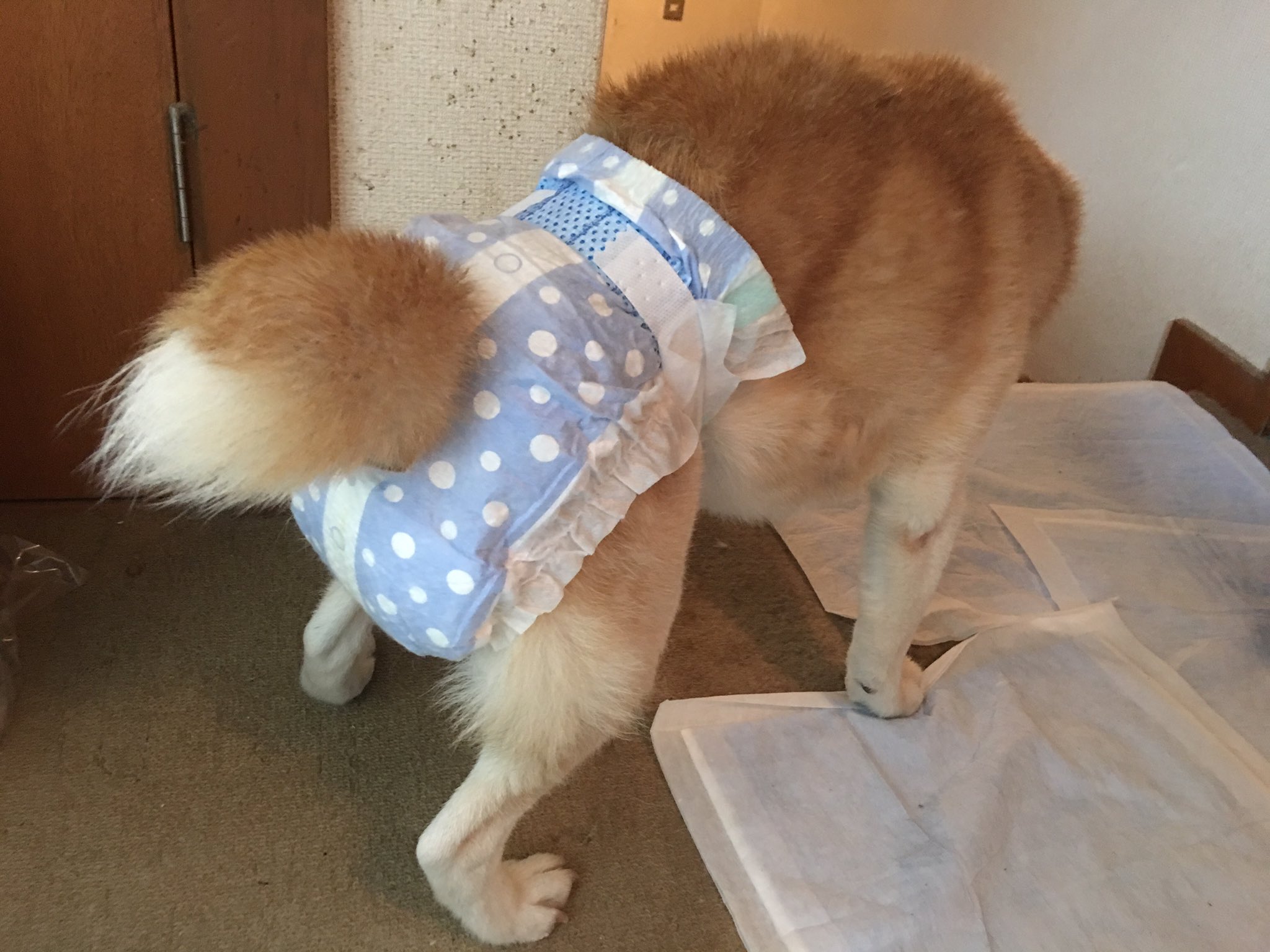 A K Ktm Twitter પર 冷えなのか 食あたりなのかわからないが 下痢ッピ止まらないうえにお尻舐めすぎて痛そうなので犬生初おむつ 何故か散歩ではウンチしないのにオムツ着けると中でするという D 犬用整腸剤でお腹整え中 芝犬 おじいちゃんワンコ 冷える